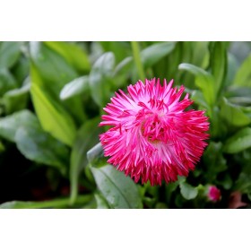 Paquerette monstrueuse double variée