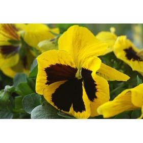 Pensée Suisse variée