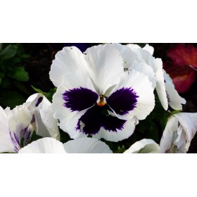 Pensée Suisse variée 2