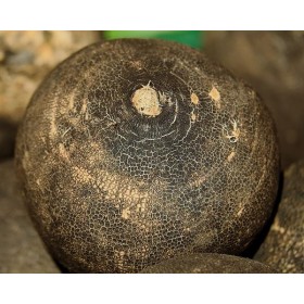 radis noir gros rond d'hiver