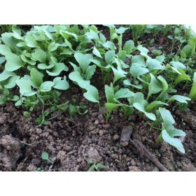 radis rond national 2