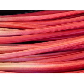 Graines de Rhubarbe Lider à côtes rouges