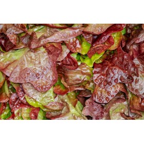 Laitue d'hiver  brune d'hiver