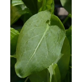 Oseille large de Belleville 2