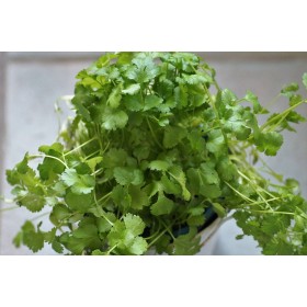 Coriandre cultivée