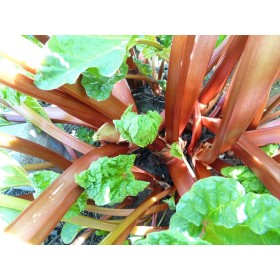 Graines de Rhubarbe Lider à côtes rouges 2