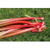 Graines de Rhubarbe Lider à côtes rouges