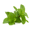 Graines de Menthe poivrée